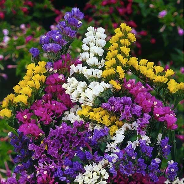 Baštensko cveće Statica - mešavina -  Statice sinuata 5381 - detalj