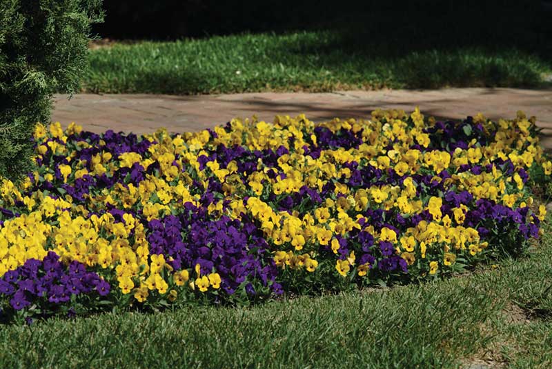 Seme za cveće Dan i noć - žuti - Viola wittrockiana 5720/5 - detalj