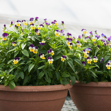 Seme za cveće Ljubičica sitnocvetna Helen Mount - Viola wittrockiana 5889 - detalj