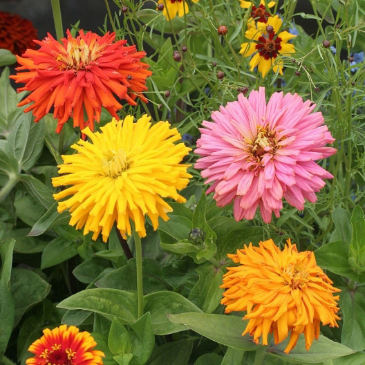 Seme za cveće Lepi čovek kaktus - mešavina - Zinnia elegans Cactus 5901 - detalj