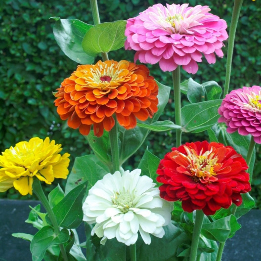Baštensko cveće Lepi čovek - mešavina - Zinnia elegans 5971 - detalj