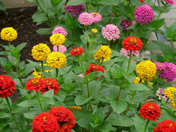 Seme za cveće Cinija elegans Liliput - mešavina - Zinnia elegans Liliput 6002 - detalj