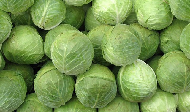 Povrće - seme - Kupus Futoški - Brassica oleracea var. capitata - 56 - detalj