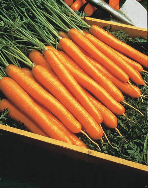 Seme za povrće - Šargarepa Nantes - Daucus carota L. 189 - detalj