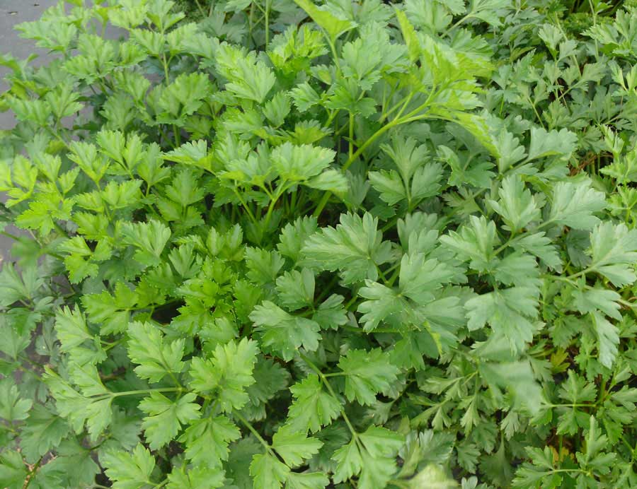 Seme za Peršun - lisnati domaći - Petroselinum crispum (Mill) Nym. 213 - detalj