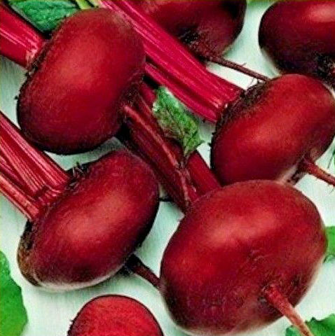 Seme - Cvekla egipatska - Beta vulgaris L. var. conditiva 257 - detalj