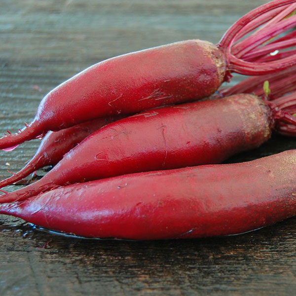 Seme - Cvekla cilindra - Beta vulgaris L. var. conditiva 266 - detalj