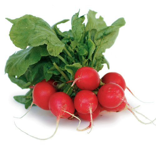 Seme - Rotkvice Non plus ultra - Raphanus sativus var. sativus 288 - detalj