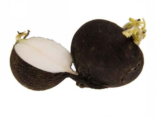 Seme - Rotkva zimska crna -  Raphanus sativus L. 339 - detalj