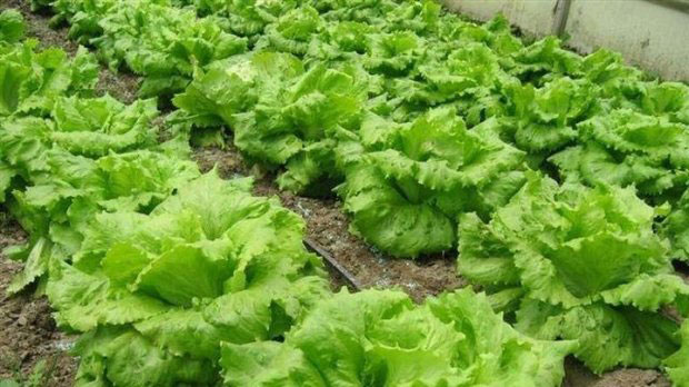 Seme - Zelena salata dalmatinska ledenka -  Lactuca sativa L. 361 - detalj