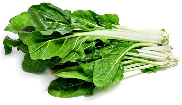 Seme za povrće - Blitva srebrnolisna - Beta vulgaris ssp. vulgaris var. cicla 483 - detalj