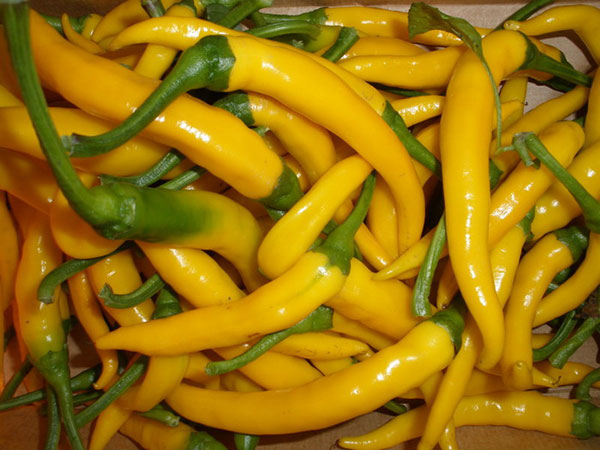 Paprika - Feferoni žuti ljuti - seme - Capsicum annuum L. 564 - detalj