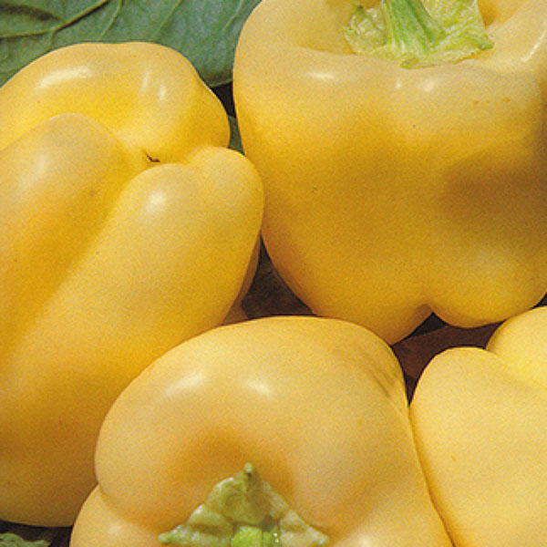 Paprika Žuta babura - Šorokšari - seme - Capsicum annuum L. 574 - detalj