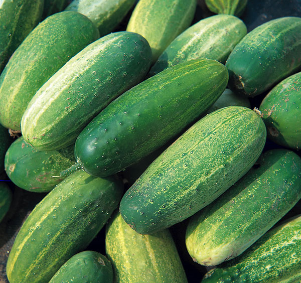 Seme za Kornišone - pariski kornišon - Cucumis sativus L. 637 - detalj