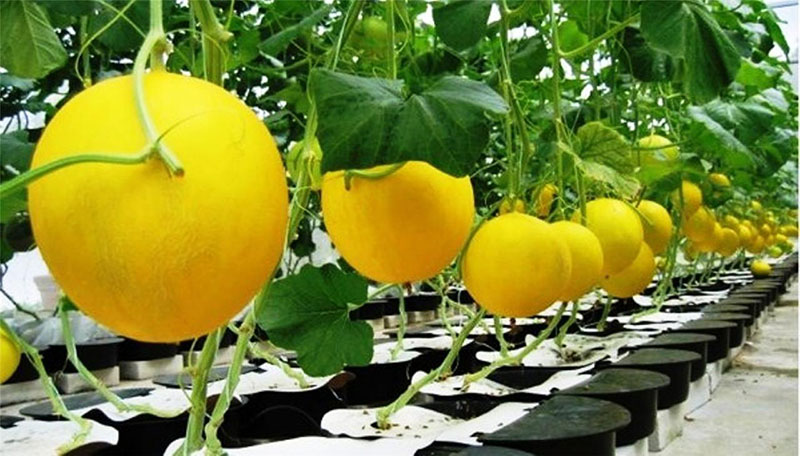 Dinja Medena rosa - seme - Cucumis melo L. 751 - detalj