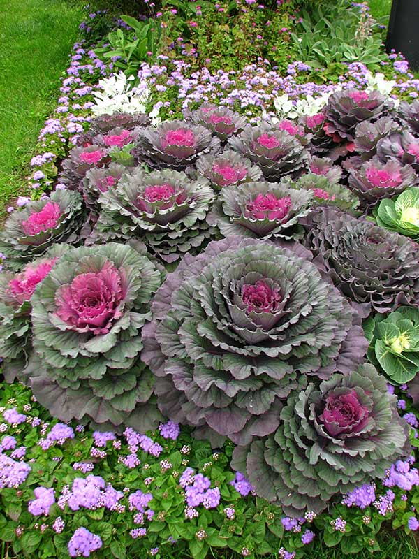 Seme za ukrasni kupus - mešavina - Brassica oleracea 2576 - detalj