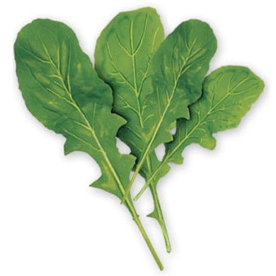 Seme za začinsko bilje -  Rukola - Diplotaxis tenuifolia 1070 - detalj