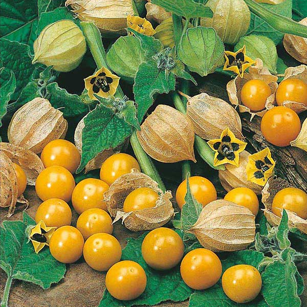 Seme za začinsko bilje -  Peruanska jagoda - Physalis peruviana 1075 - detalj