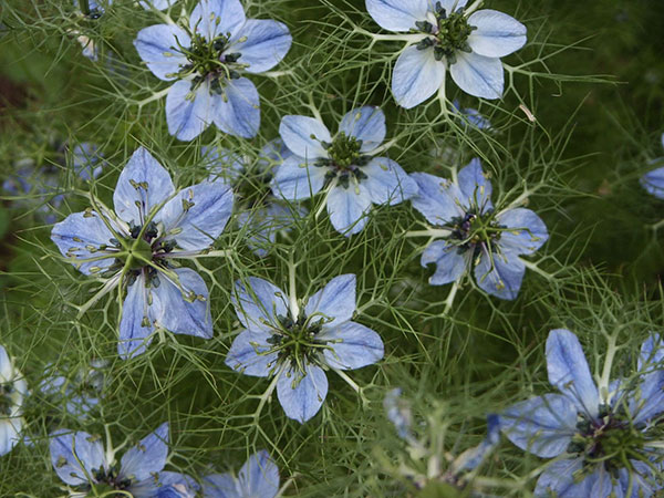 Seme za začinsko bilje - Crni kim - Nigella sativa 1078 - detalj