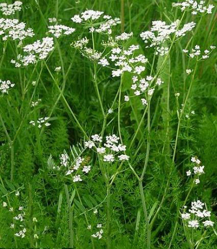Seme za začinsko bilje - Kim - Carum carvi L. 1082 - detalj