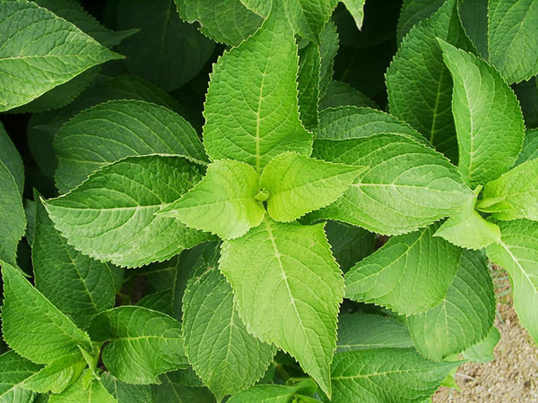 Začinsko bilje - seme - Korejska nana - Agastache rugosa 1085 - detalj