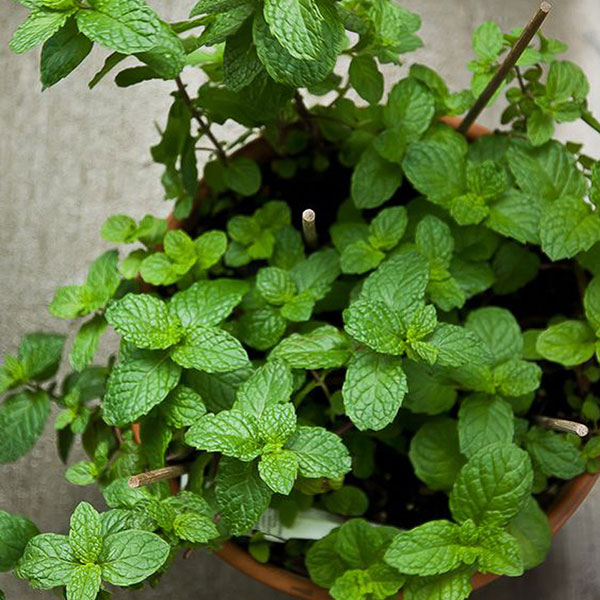 Pitoma nana - Mentha piperita - seme 1087 - detalj