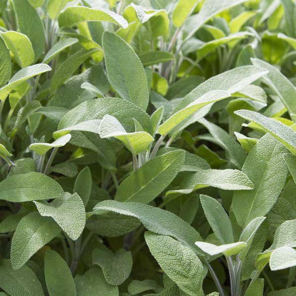 Žalfija - Salvia officinalis - seme 1093 - detalj