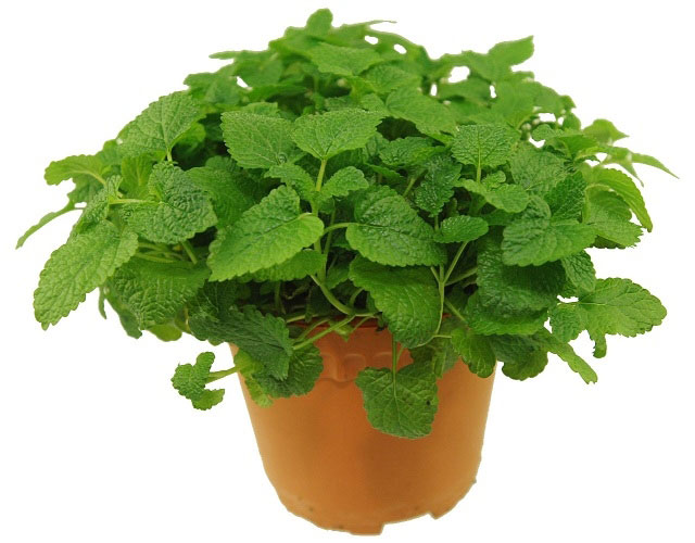 Matičnjak - Melissa officinalis L. - seme 1120 - detalj