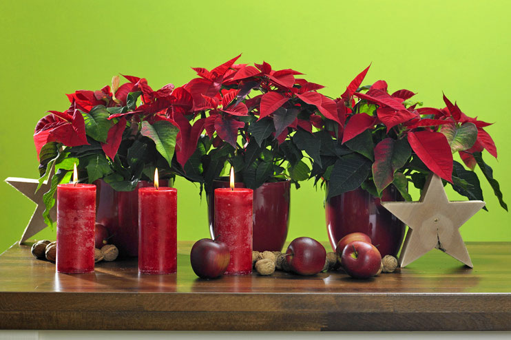 Soendgen keramička saksija Basel 16cm bordo - detalj