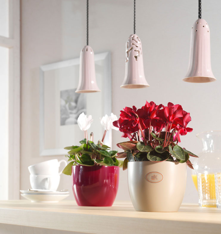 Soendgen keramička saksija Basel tamna ciklama 19cm - detalj