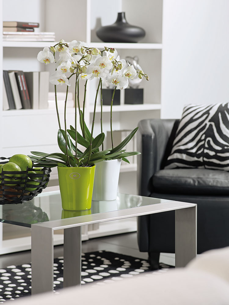 Soendgen keramička saksija Merina Candy 15cm bela - detalj