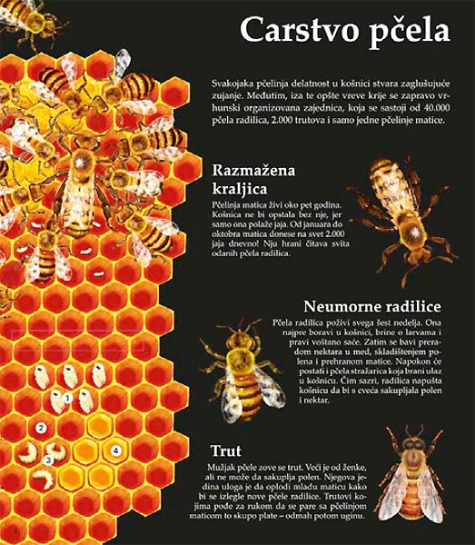 LaRousse - Insekti i druge životinjice, Fransoaz de Giber - detalj