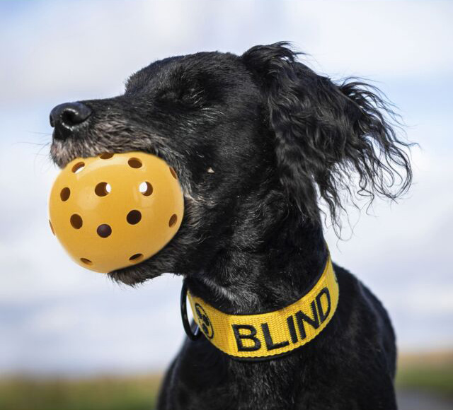 Trixie Igračka za pse Gumena lopta 7cm sa rupicama i zvoncem 3332 - detalj