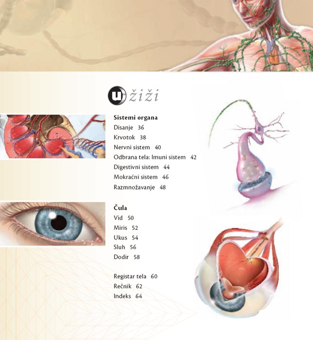 Upoznaj Ljudsko Telo, Linda Kalabrezi - detalj