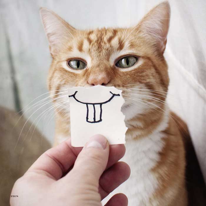 Ravensburger Puzle 3x49 Smešni portreti ljubimaca 08028 - detalj