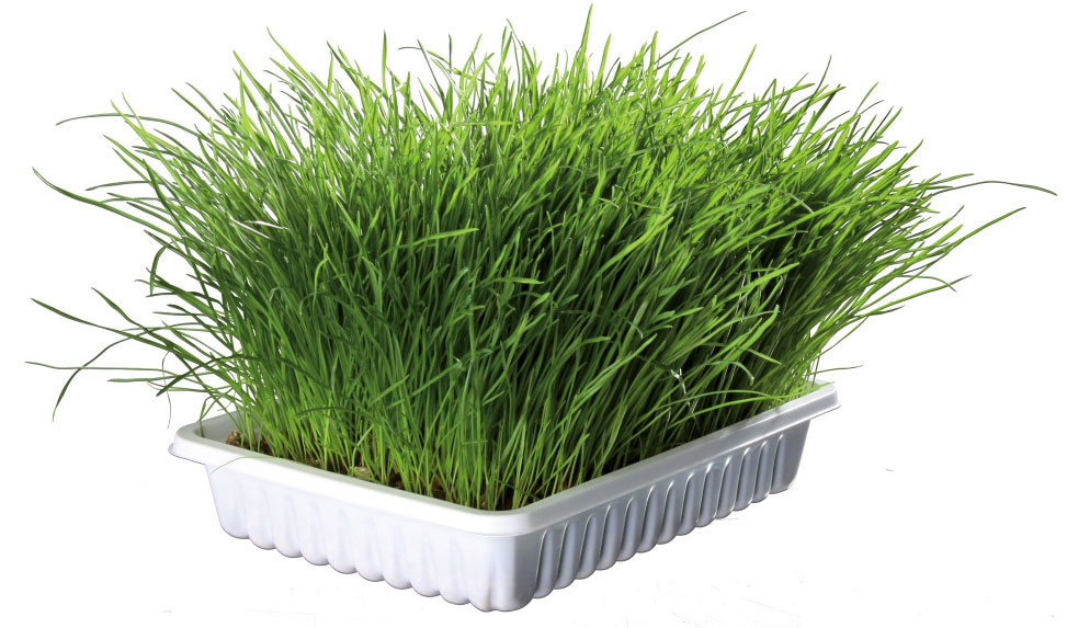 TRIXIE Trava za mačke MEKANA sa posudom 100gr za mačiće - detalj