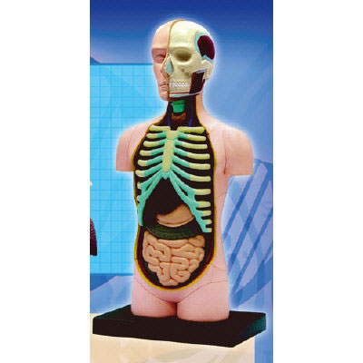 Kikkerland Ljudsko Oko 3D Puzzle - detalj