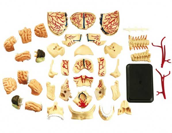 Edu Science Model ljudske lobanje SK010 - detalj