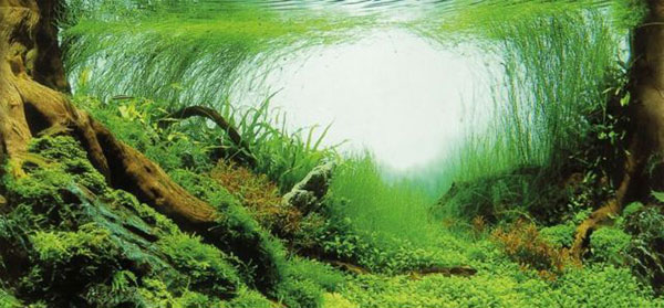 Pozadina za akvarijum dupla 120x50cm Trixie 8127 - detalj