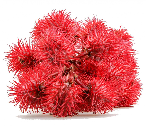 Seme - Ricinus - 1091 - detalj