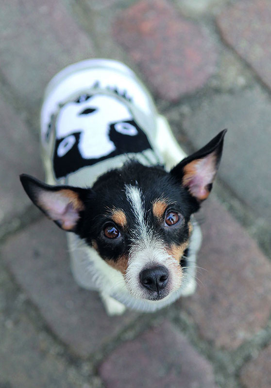 Džemper za pse Piney leđa 30cm Trixie 67902 - detalj