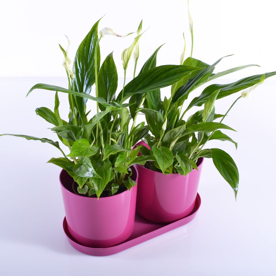 Komplet 2 saksije sa tacnom Drama Mix and PlaY roze - detalj