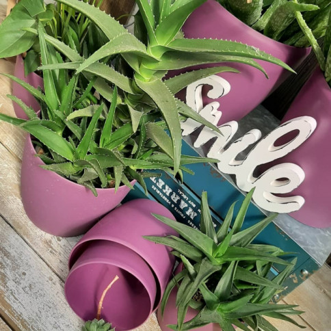 Komplet saksija u mat roze boji sa unutrašnjom tacnom 8 komada - detalj