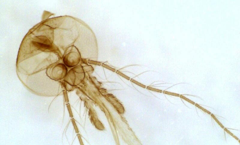 Digitalni mikroskop kamera 1.3 MPx - pogled 4