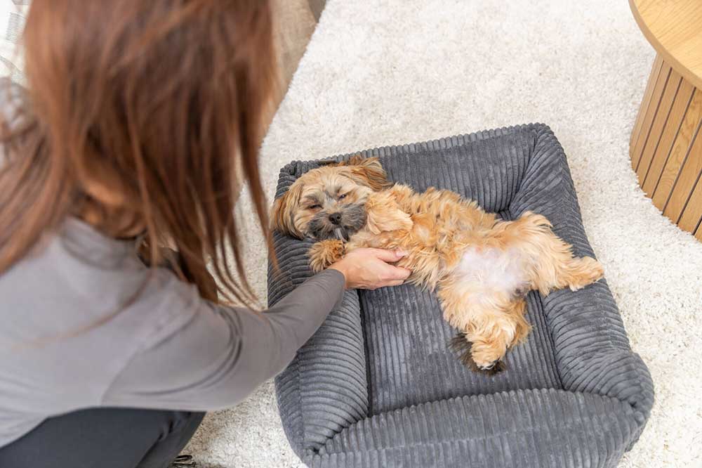 Krevet ortopedski za pse 80x60cm Jonna Vital dark grey Trixie 372771 - pogled 4