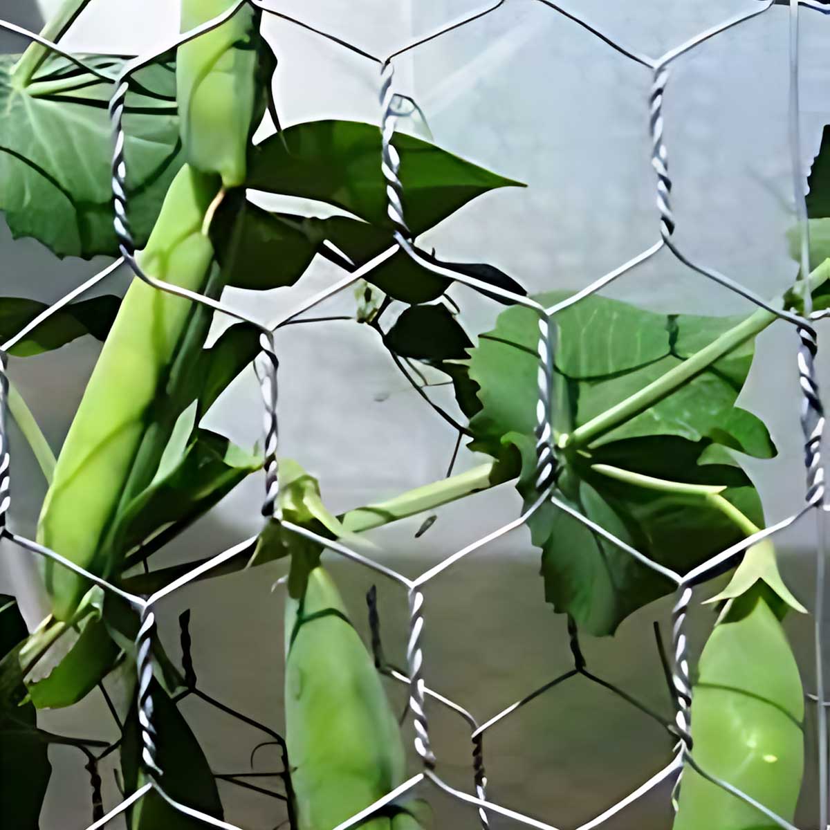 Heksagonalno žičano pletivo za ograđivanje pocinkovano Okce 52 mm Rolna 25 x 1 m - pogled 4