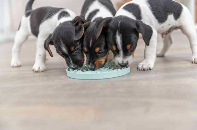 Posuda tanjir za paštetu za pse Junior Trixie 34954 - pogled 4