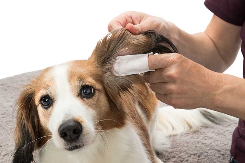 Maramice za čišćenje ušiju pasa, mačaka i drugih ljubimaca 50 komada Trixie 29392 - pogled 4