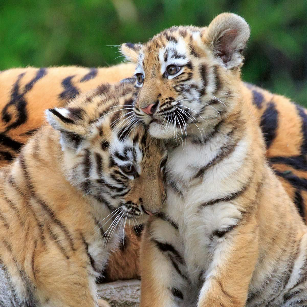 Ravensburger Slagalice 3x49 Panda tigar lav 05666 - pogled 4