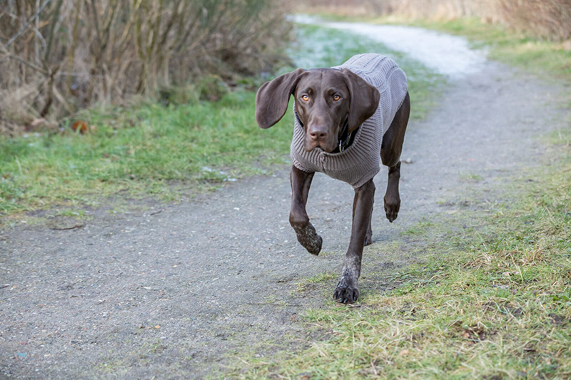 Džemper za pse Kenton Grey veličina 27cm Trixie 680011 - pogled 4